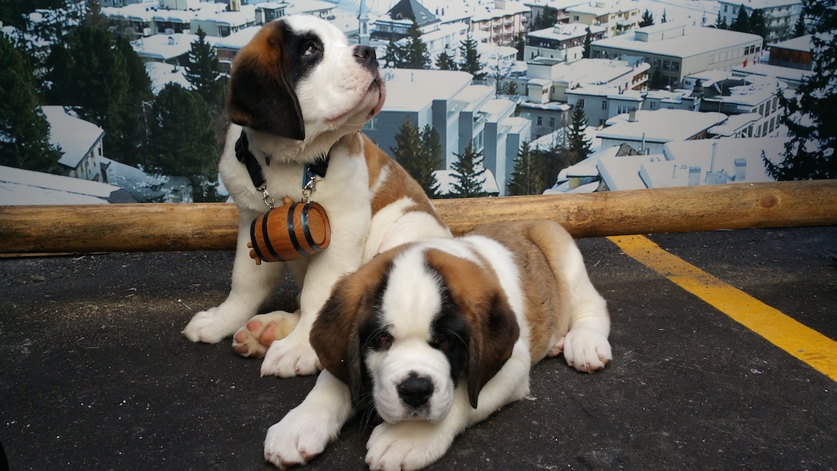 St. Bernard Puppies Save the Day at SXSW 2015